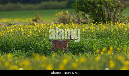 Il capriolo (Capreolus capreolus) che corre lungo il campo, Europa Foto Stock