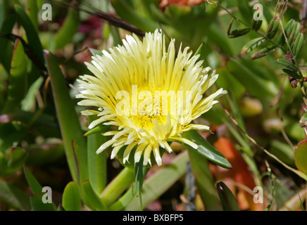 Hottentot Fig, Autostrada Impianto di ghiaccio, Sour Fig o Pigface, Carpobrotus edulis, Aizoaceae. Western Cape, Sud Africa. Foto Stock