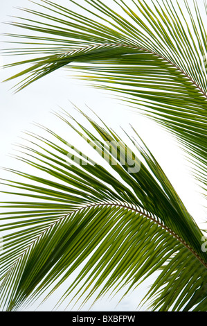 Palm tree foglie Foto Stock