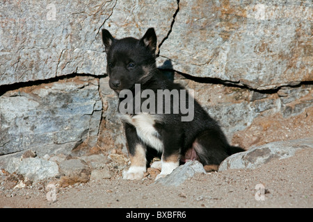 La Groenlandia cane (Canis lupus familiaris), slitta cane pup, Ilulissat, West-Greenland, Groenlandia Foto Stock