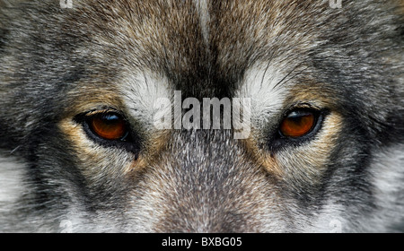 La Groenlandia cane (Canis lupus familiaris), slitta cane close-up Ilulissat, West-Greenland, Groenlandia Foto Stock