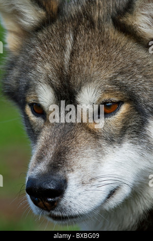 La Groenlandia cane (Canis lupus familiaris), slitta cane, Ilulissat, West-Greenland, Groenlandia Foto Stock