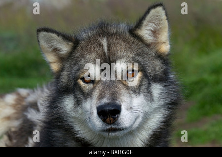 La Groenlandia cane (Canis lupus familiaris), slitta cane, Ilulissat, West-Greenland, Groenlandia Foto Stock