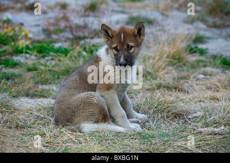 La Groenlandia cane (Canis lupus familiaris), slitta cane pup, Ilulissat, West-Greenland, Groenlandia Foto Stock