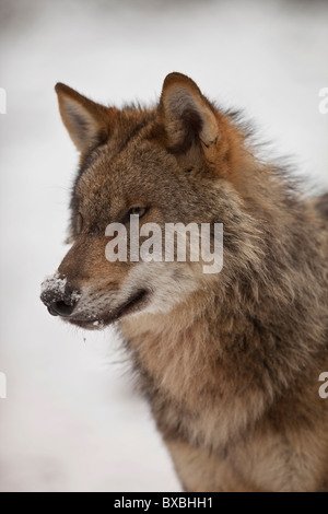 Lupo (Canis lupus), Weilburg zoo, Hesse, Germania, Europa Foto Stock