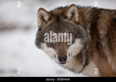 Lupo (Canis lupus), Weilburg zoo, Hesse, Germania, Europa Foto Stock