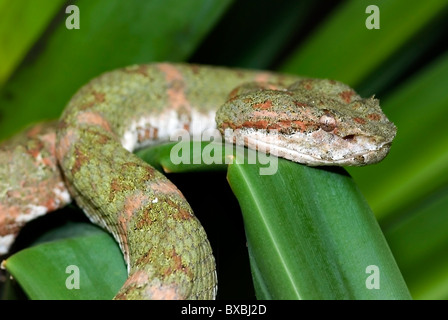 Tintura ciglia Palm Pitviper 'Bothriechis schlegeli' dal Costa Rica Foto Stock