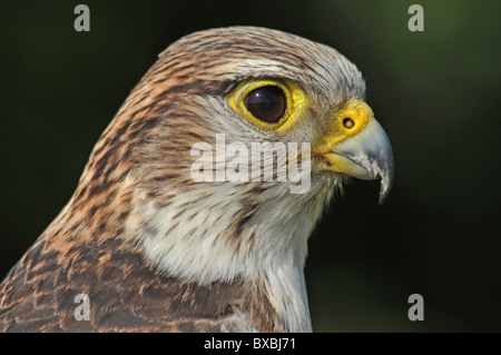 Lanner Saker Falcon croce, falco cherrug, falco biarmicus, colpo alla testa, gli uccelli rapaci Foto Stock