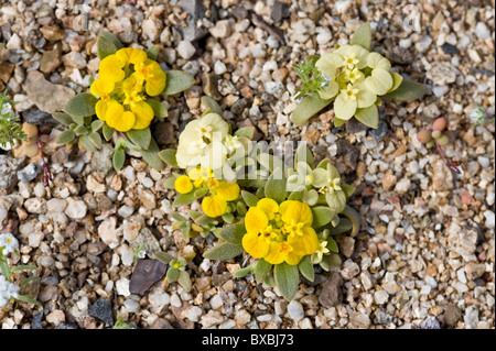 Cruckshanksia sp. di due colori diversi fiori nella Quebrada del Castillo Parque National Pan de Azucar Cile Foto Stock