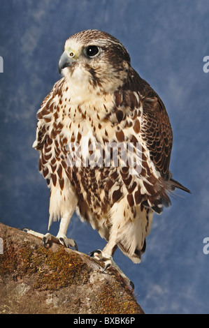 Falco pellegrino, Saker ibrido, croce, falco peregrinus, falco cherrug, pieno colpo di uccello su roccia, gli uccelli rapaci Foto Stock