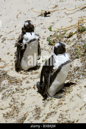 Moulting Africano nero-footed o i pinguini Jackass, Spheniscus demersus, Sfeniscidi. Massi Bay, Penisola del Capo. Foto Stock
