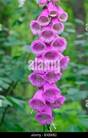 Ditali, Digitalis purpurea Foto Stock