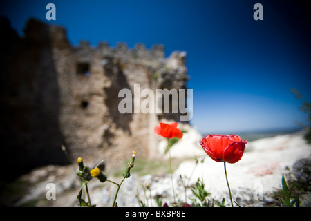 Fiori nella parte anteriore del Castillo de Montanchez, Spagna Foto Stock