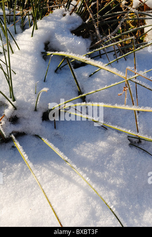 I cristalli di brina sull'erba Foto Stock