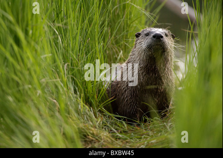 Una donna adulto Lontra di fiume nordamericana (Lutra canadensis) guarda attraverso un tunnel di erba alta. Foto Stock