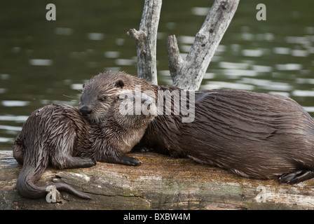 Una Lontra di fiume cucciolo riceve molta attenzione da sua madre. Foto Stock