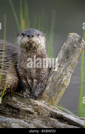 Un giovane Lontra di fiume nordamericana pup siede su un registro accanto a sua madre. Foto Stock