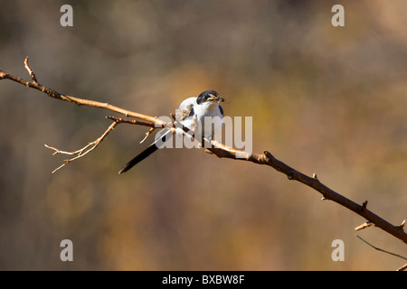 Forcella-tailed Flycatcher Foto Stock