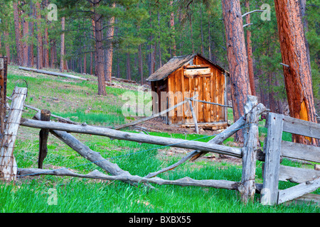 Baracca in una foresta di pini Foto Stock