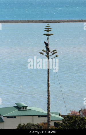 Arborist taglio basso a 40 anno vecchio Norfolk pino Nelson, Nuova Zelanda, con le acque della baia di Tasmania in background Foto Stock