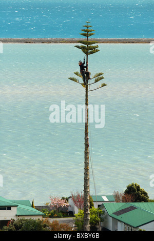 Arborist taglio basso a 40 anno vecchio Norfolk pino Nelson, Nuova Zelanda, con le acque della baia di Tasmania in background Foto Stock