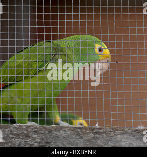 Belize, America Centrale Foto Stock