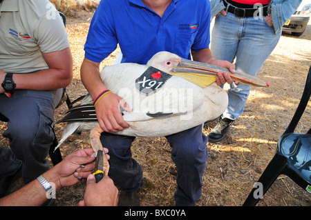 Great White Pelican (Pelecanus onocrotalus) vengono cerchiata e contrassegnata prima di essere rilasciato torna alla natura. Foto Stock