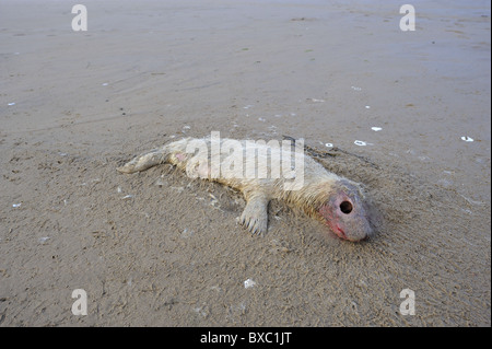 Guarnizione grigio (Halychoerus grypus - Halichoerus grypus) morto cucciolo bianco sullo Strand in inverno - Lincolnshire - Inghilterra Foto Stock