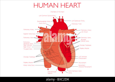 Cuore umano illustrazione con descrizioni Foto Stock