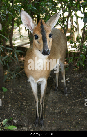 Tame Bush Duiker Sylvicapra grimmia in un Hotel con giardino, Arba Minch, Etiopia Foto Stock