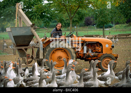 Francia, Perigord, Dordogne, Vezere Valley, Tursac, alimentando le oche Foto Stock