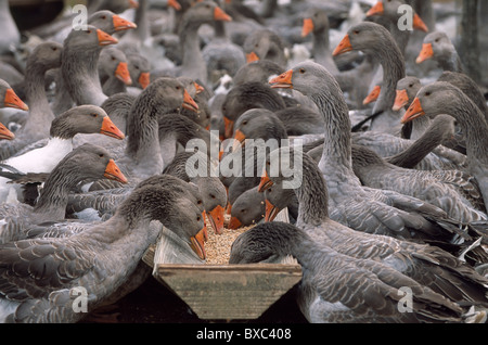 Francia, Perigord, Dordogne, Vezere Valley, Tursac, alimentando l'oca Foto Stock