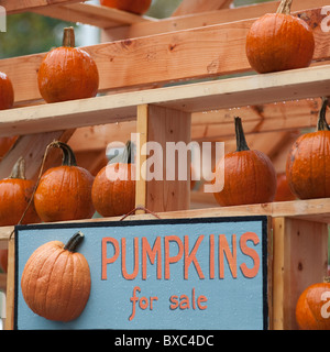 Visualizzazione di zucche in Manhattan, New York City, U.S.A. Foto Stock