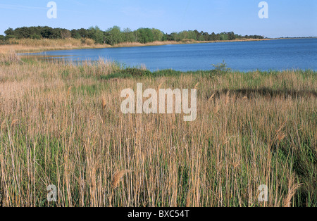 Francia, Corsica, Haute-Corse, Stagno di Biguglia Foto Stock