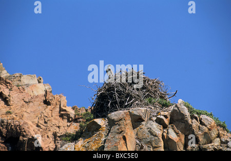 Francia, Corsica, Corse du Sud, riserva naturale di Scandola, Osprey (Osprey pecheur) Foto Stock