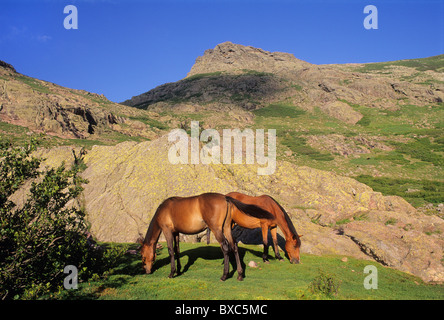 Francia, Corsica, Haute-Corse, GR 20, Paglia Orba range, sulla strada per il rifugio di Clottulu di i Mori. Foto Stock