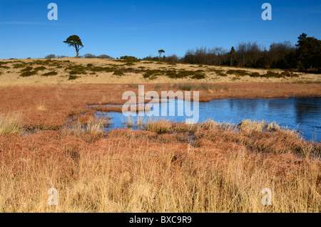 Luce del sole di mattina attraverso un congelati Waldergrave piscina presso il Priddy Mineries su Mendip Hills, Somerset, Inghilterra. Foto Stock