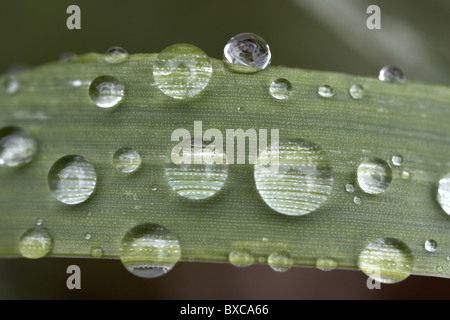 Pioggia di gocce di rugiada su una lama di erba, REGNO UNITO Foto Stock