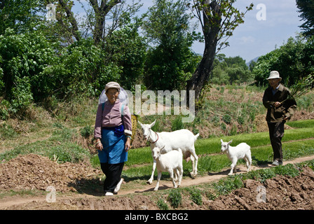 Agricoltori che capre di mercato, Shaxi, Jiangsu, Cina Foto Stock