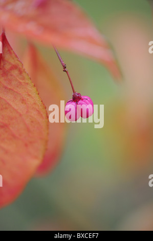 Euonymus europaeus - Comune BOCCOLA FUSELLO Foto Stock