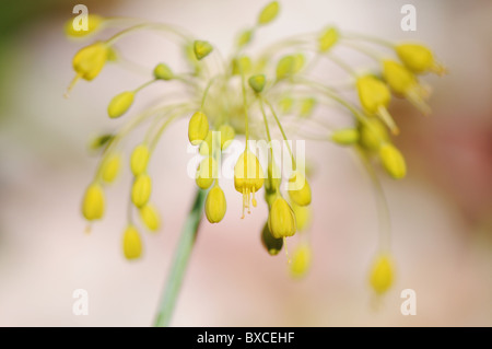 Allium Flavum - giallo fiore di cipolla Foto Stock