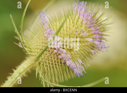 Un unico fiore Teasel testa - Dipsacus fullonum Foto Stock