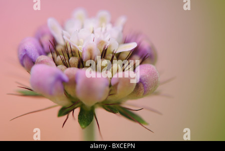 Un Scabious germoglio di fiore di apertura - scabiosa - Puntaspilli fiore Foto Stock