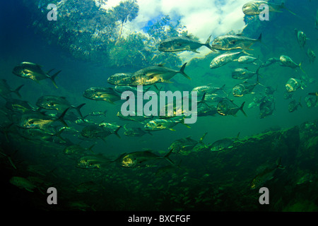 Jack Crevalle, Caranx hippos, Homosassa molla, Florida Foto Stock