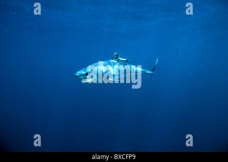 Squalo mako, Isurus oxyrinchus, con satellite tag, California, Oceano Pacifico Foto Stock