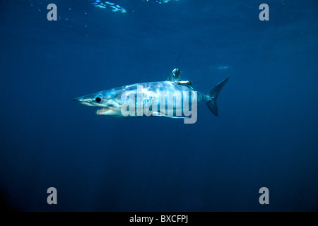 Squalo mako, Isurus oxyrinchus, con satellite tag, California, Oceano Pacifico Foto Stock