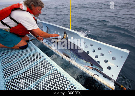 Squalo mako, Isurus oxyrinchus, con satellite tag, California, Oceano Pacifico Foto Stock