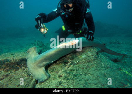 I capretti smerlata squalo martello, Sphyrna lewini, specie minacciata alettata, Messico, Oceano Pacifico Foto Stock