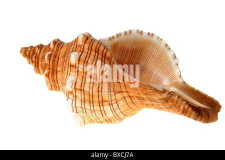Grande conchiglia di slug isolato su bianco (con percorso di clipping) Foto Stock