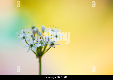 Allium ursinum - bianco aglio selvatico fiori Foto Stock